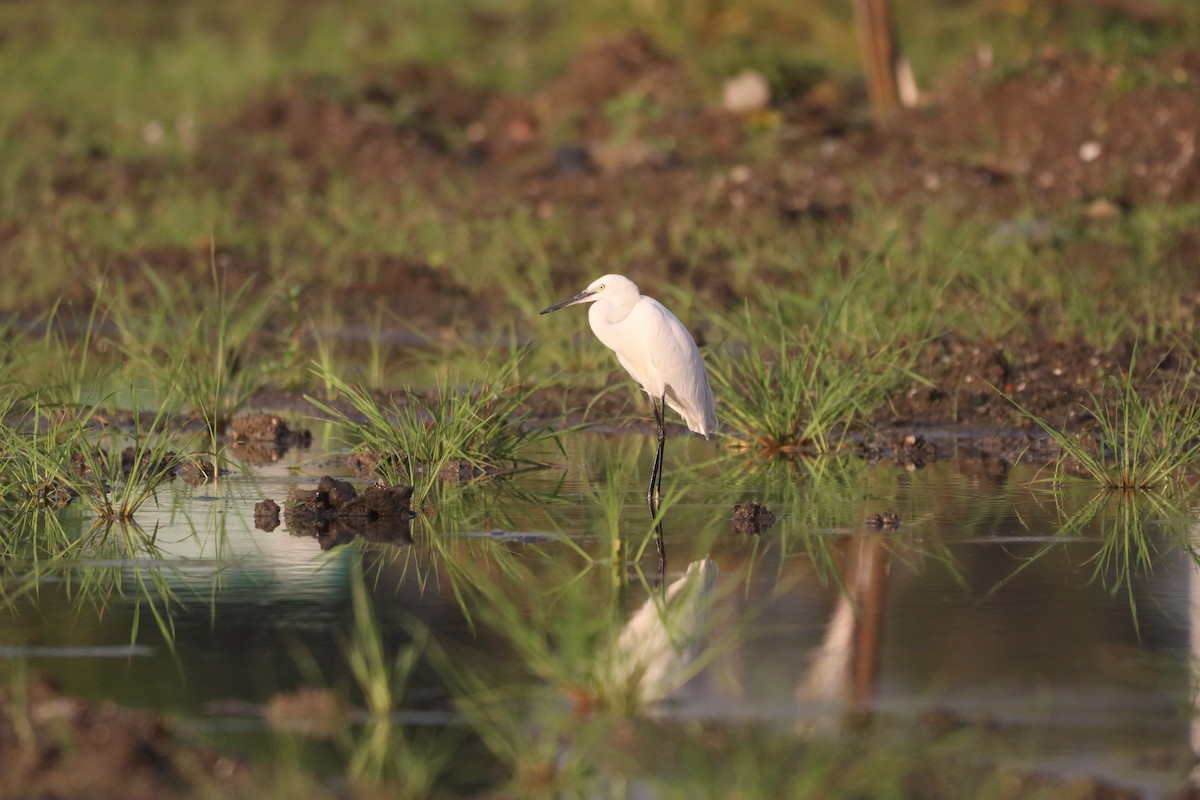 Little Egret - ML646087965
