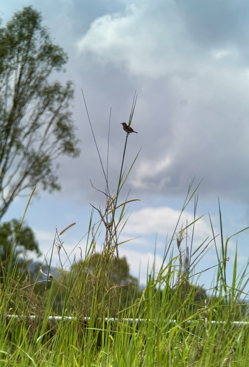 Golden-headed Cisticola - ML646087967