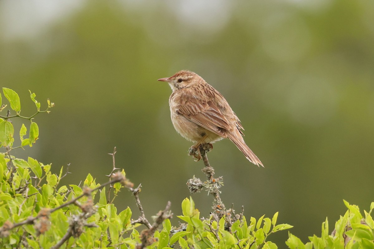 Firewood-gatherer - ML646087968