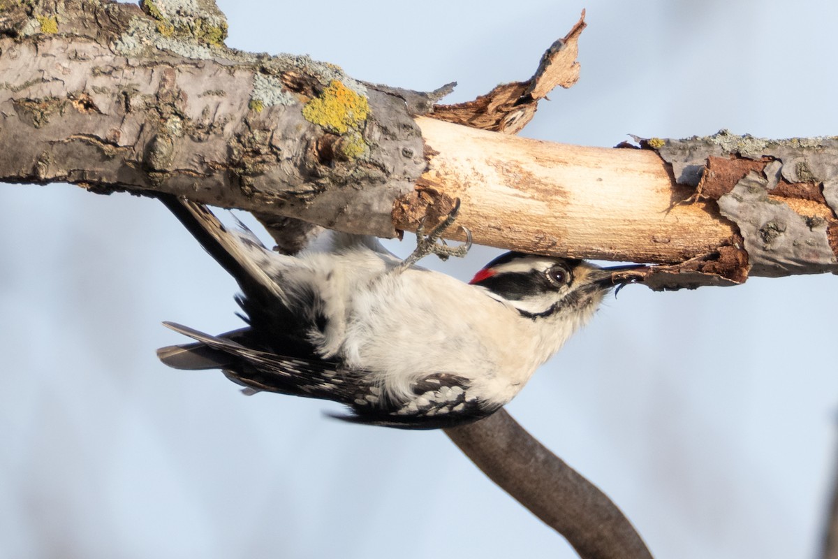 Downy Woodpecker - ML646087974