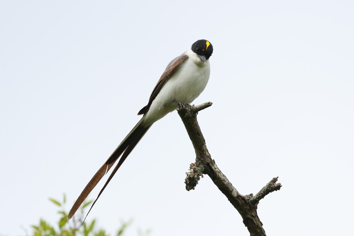 Fork-tailed Flycatcher - ML646087979