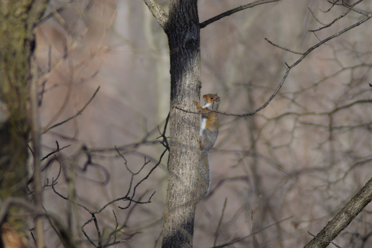 Eastern Gray Squirrel - ML646087982