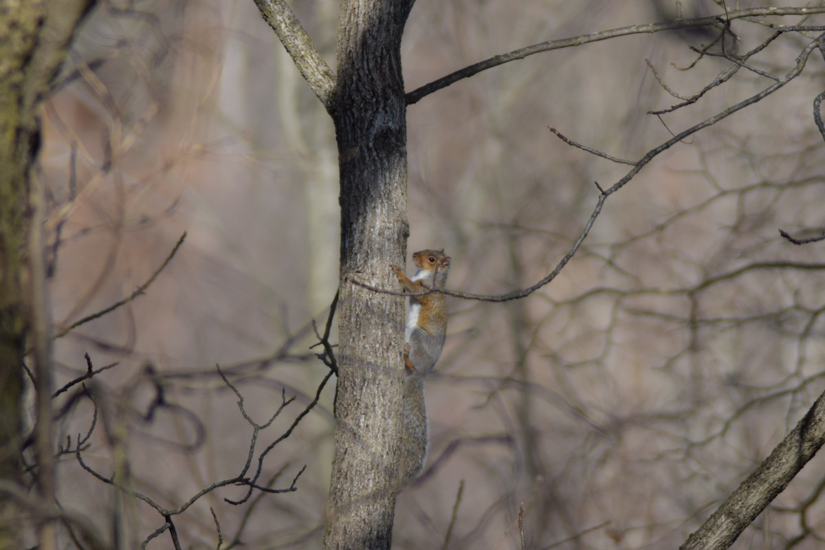 Eastern Gray Squirrel - ML646087983