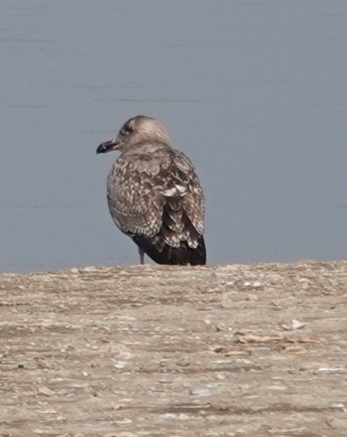Western Gull - ML646087985
