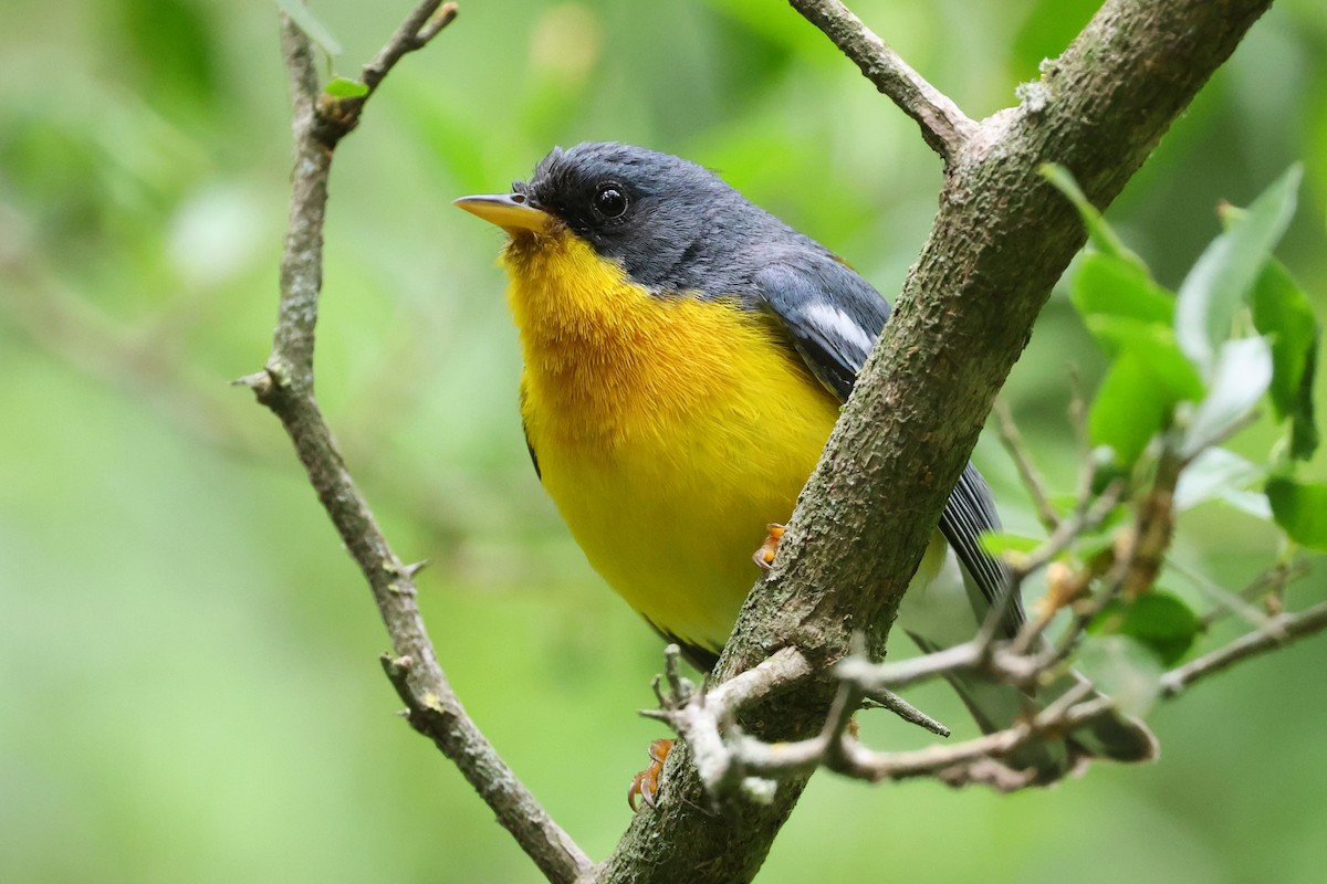 Tropical Parula - ML646087987