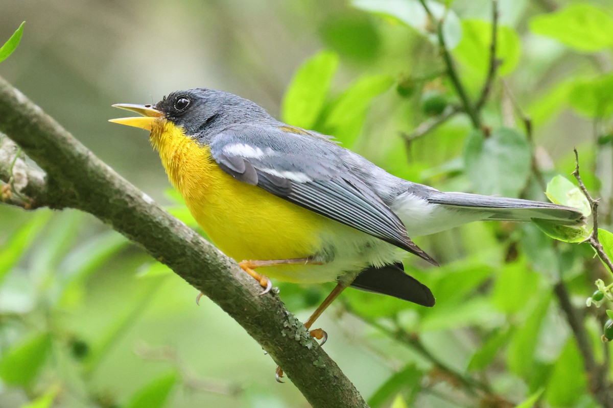 Tropical Parula - ML646087989