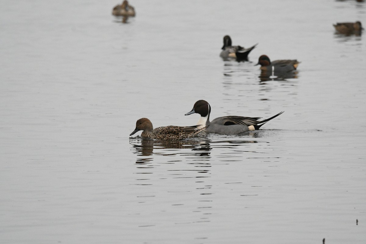 Northern Pintail - ML646087992