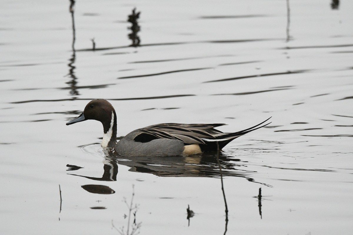Northern Pintail - ML646087993