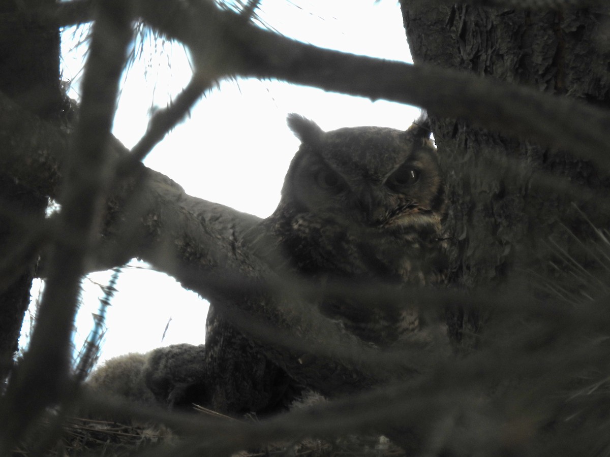 Lesser Horned Owl - ML646088002