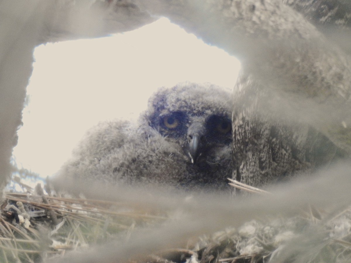Lesser Horned Owl - ML646088003