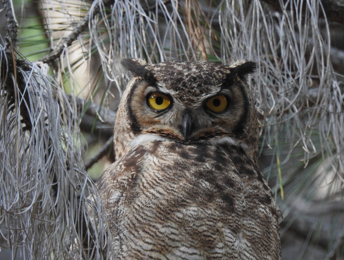 Lesser Horned Owl - ML646088004