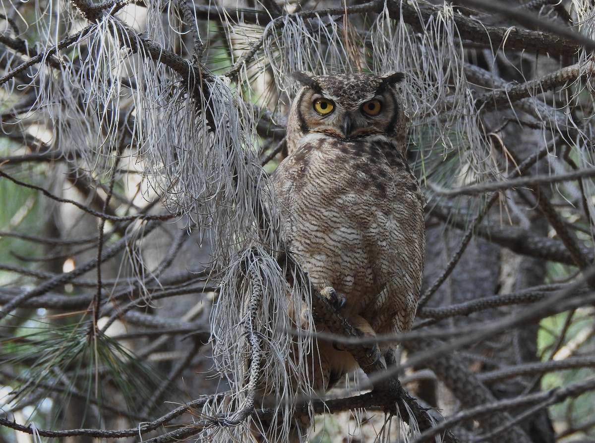 Lesser Horned Owl - ML646088005