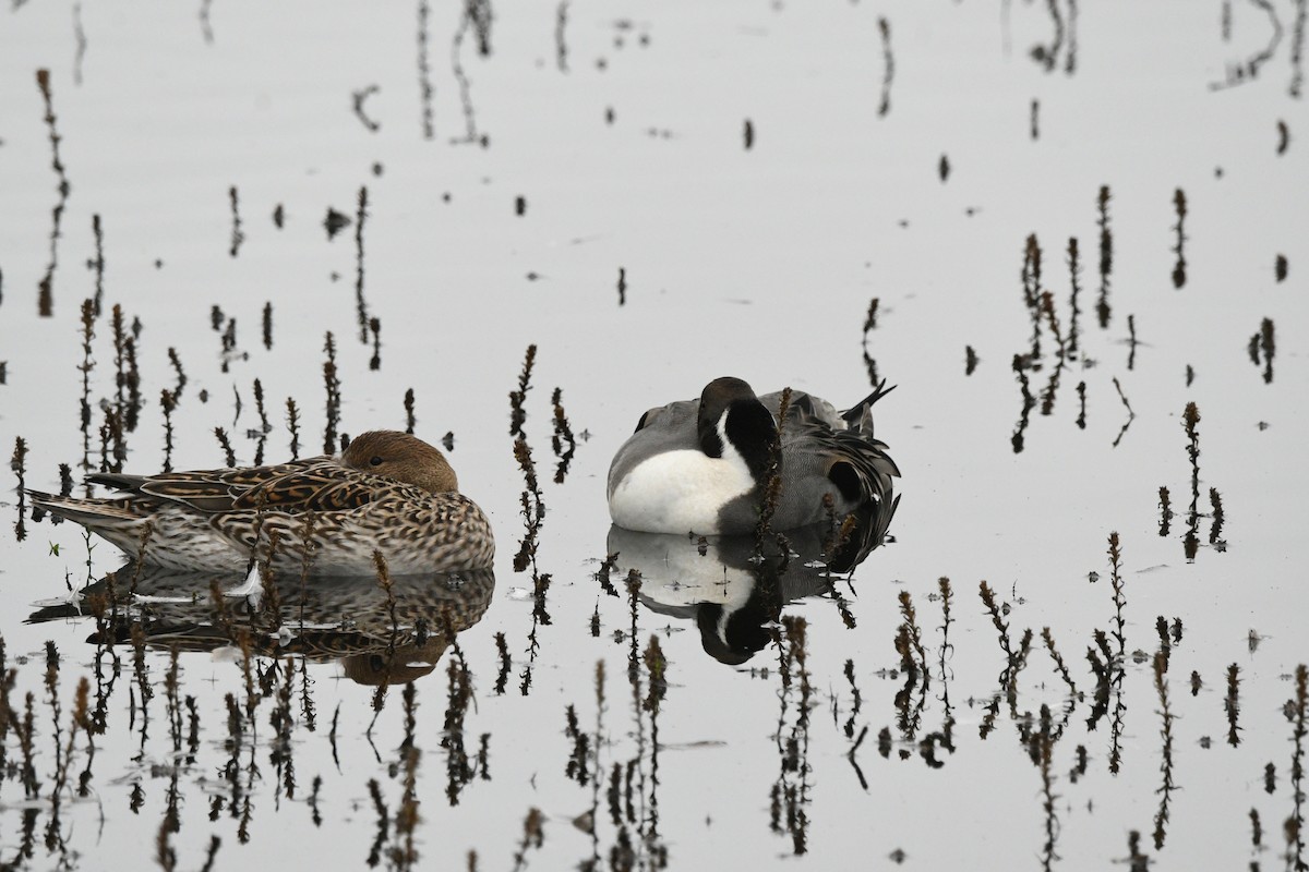 Northern Pintail - ML646088007