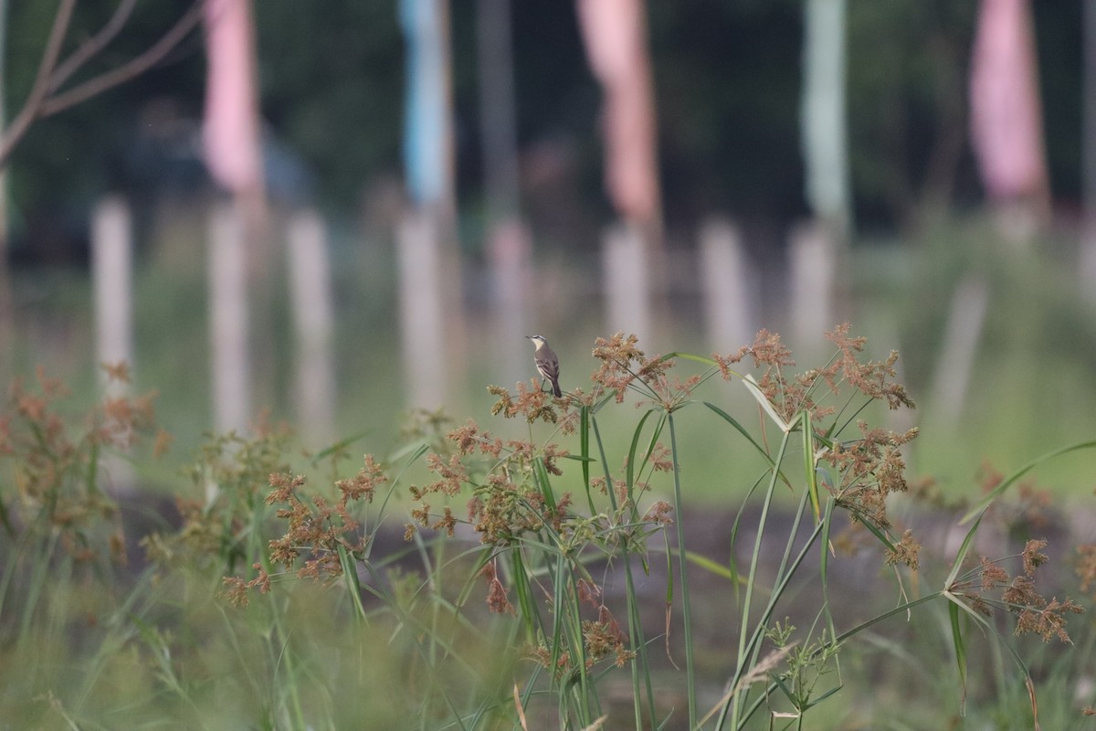 Eastern Yellow Wagtail - ML646088008