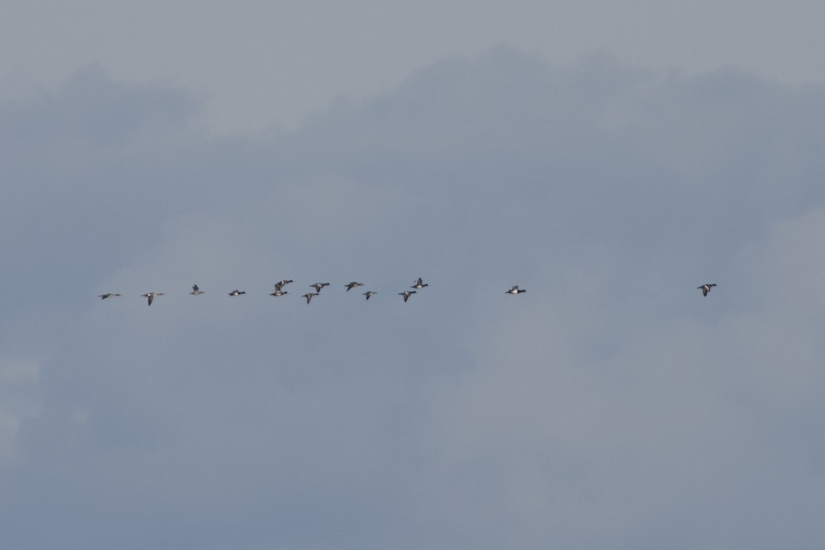 Greater Scaup - ML646088018
