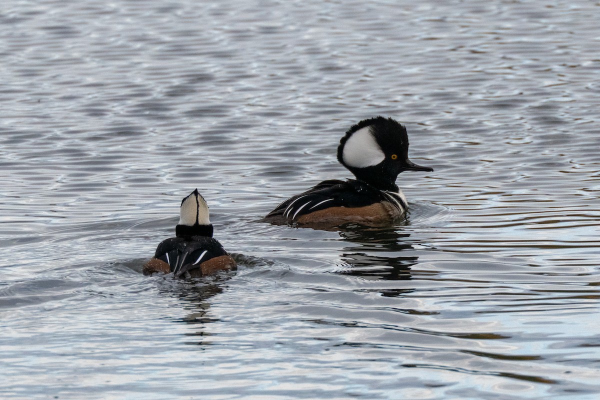 Hooded Merganser - ML646088019