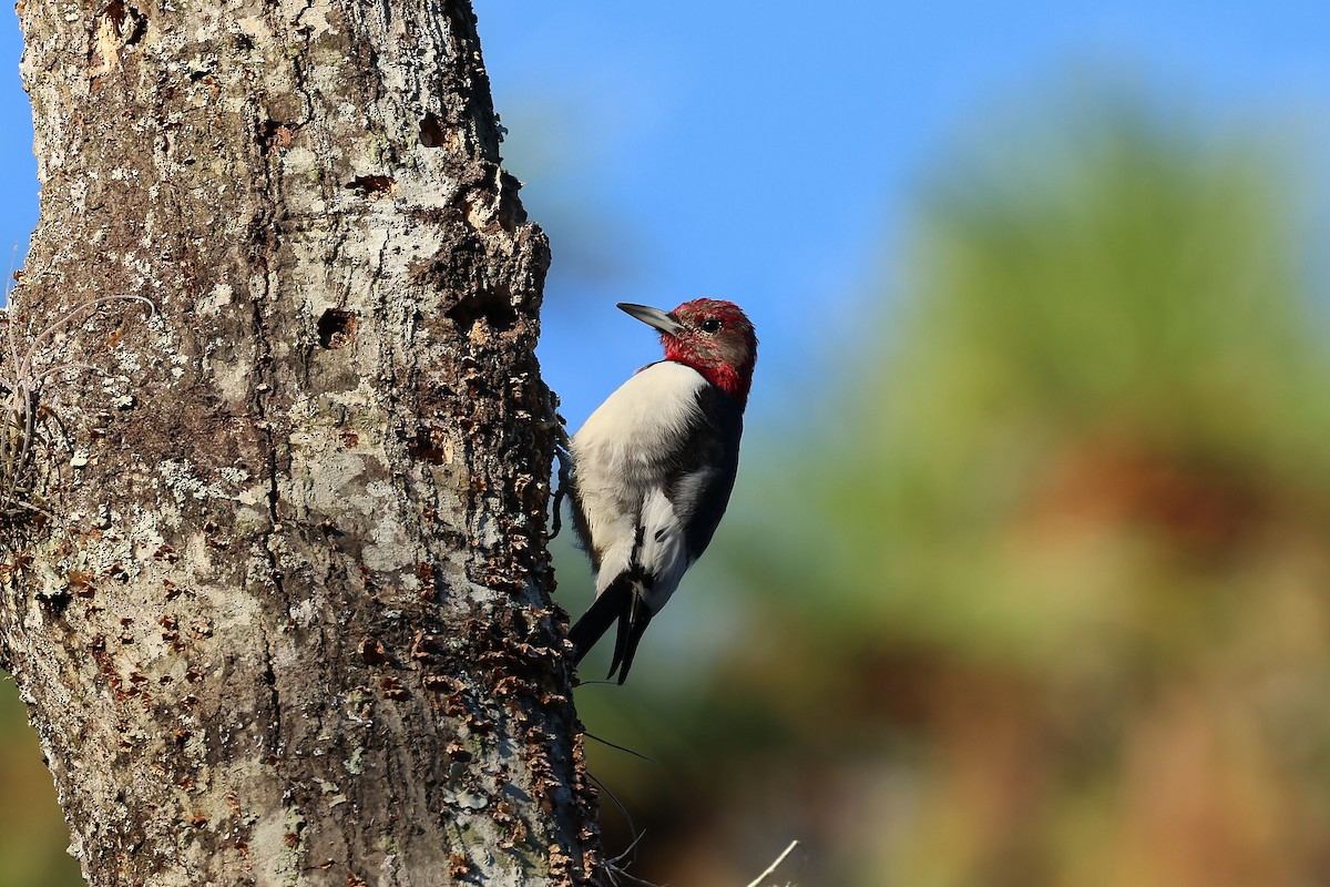 Red-headed Woodpecker - ML646088021