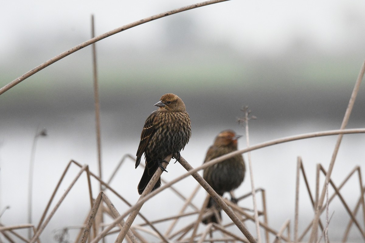 Red-winged Blackbird - ML646088022
