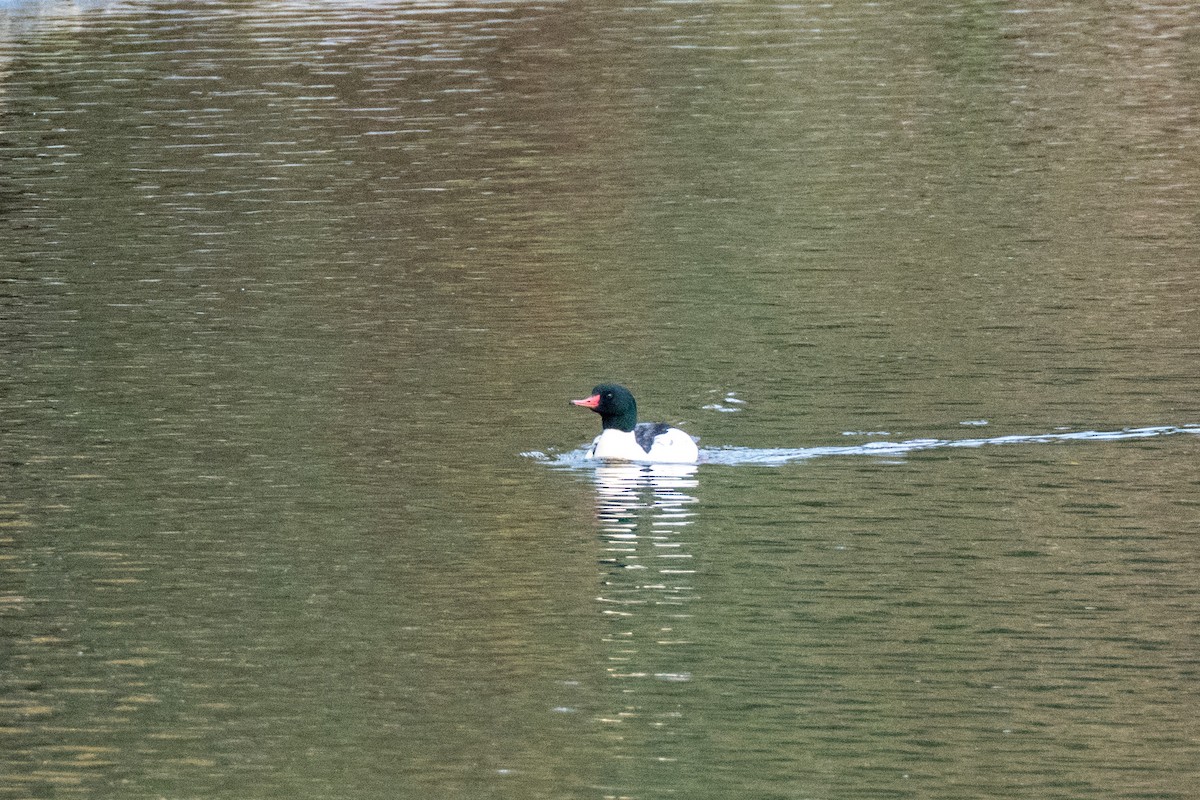Common Merganser - ML646088034
