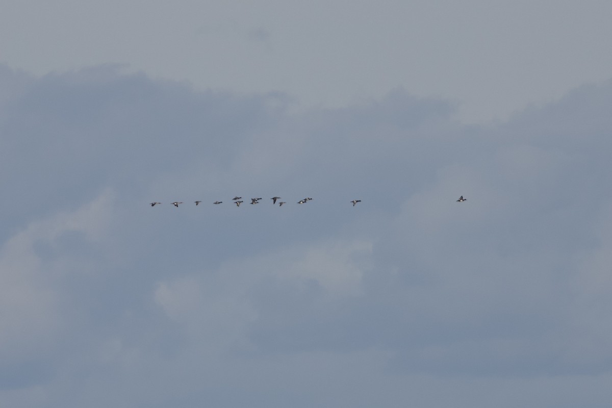 Greater Scaup - ML646088035