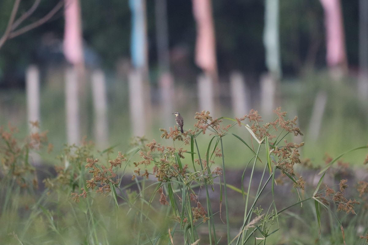 Eastern Yellow Wagtail - ML646088036