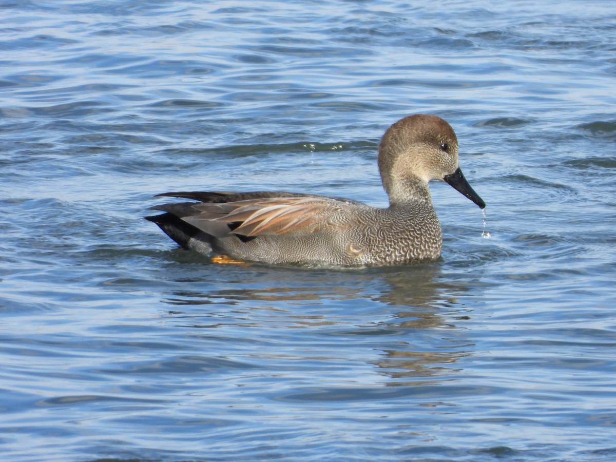 Gadwall - ML646088038