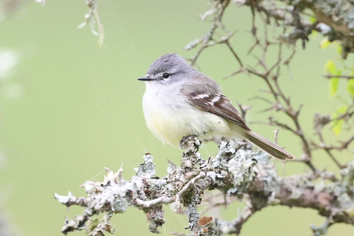 White-crested Tyrannulet - ML646088039