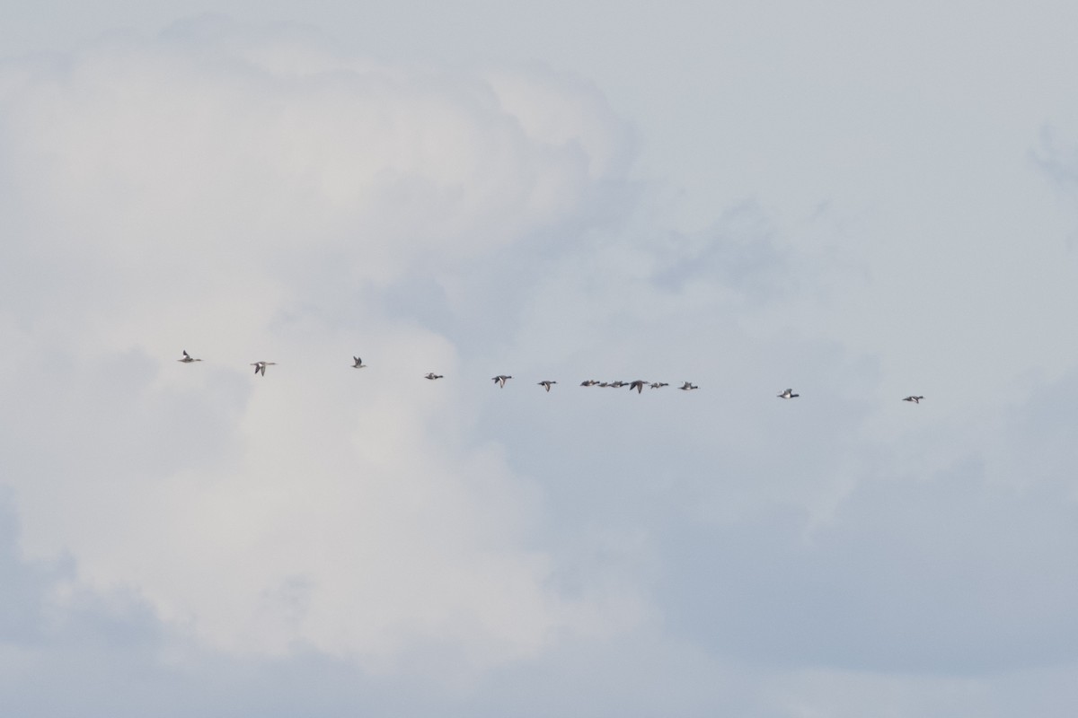 Greater Scaup - ML646088040