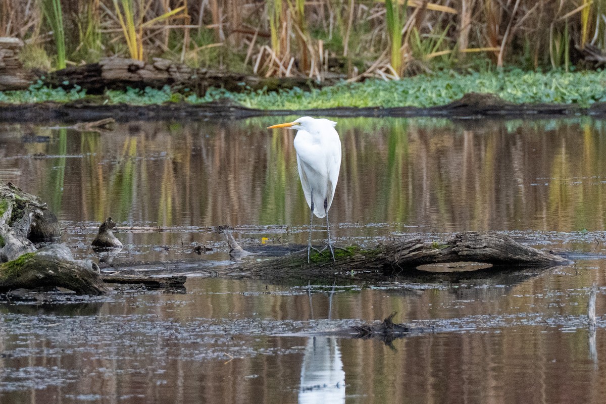 Great Egret - ML646088043