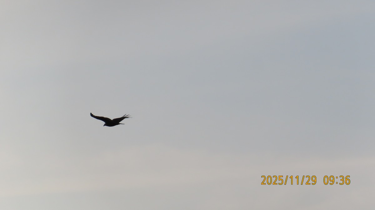 Turkey Vulture - ML646088045