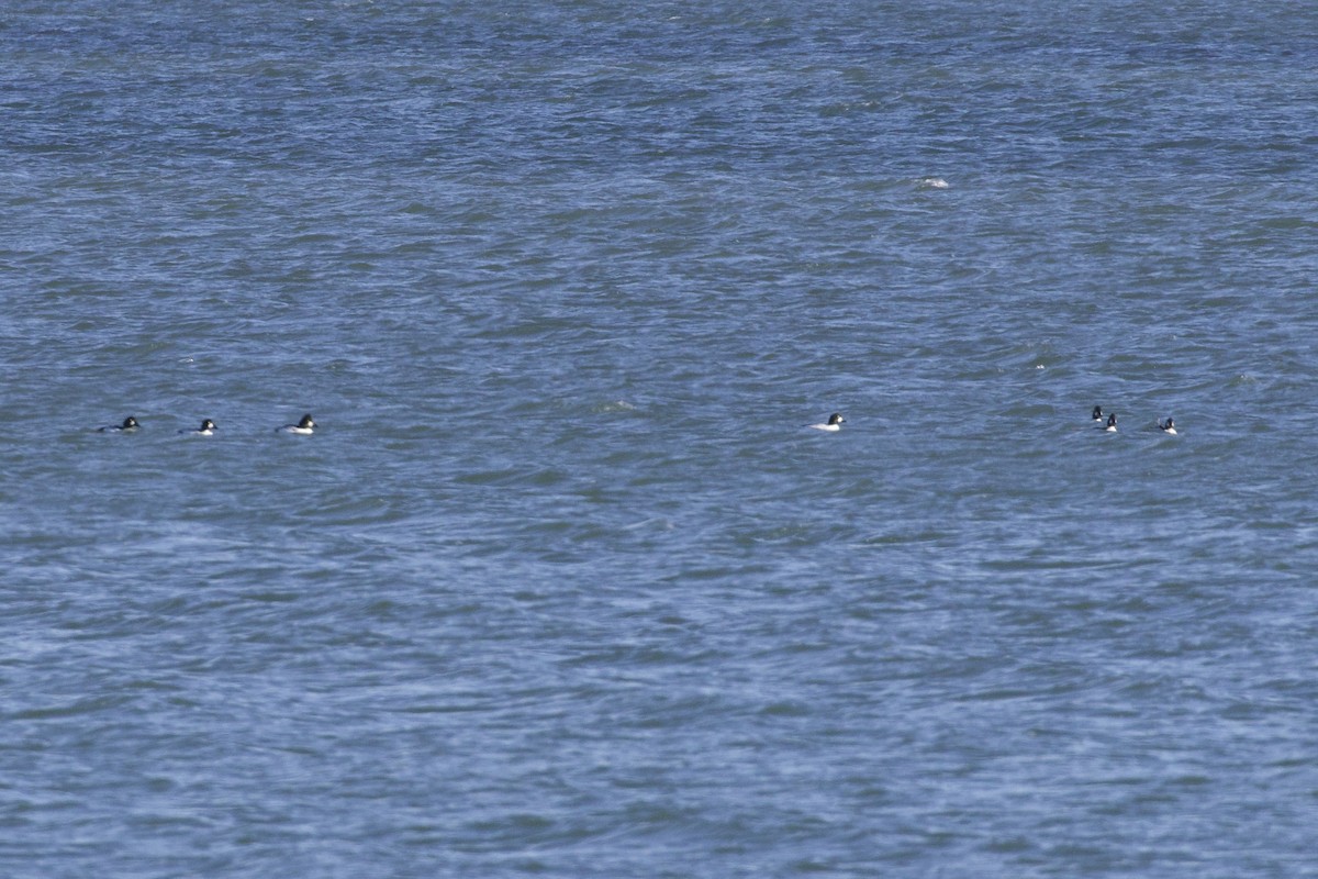 Common Goldeneye - ML646088048