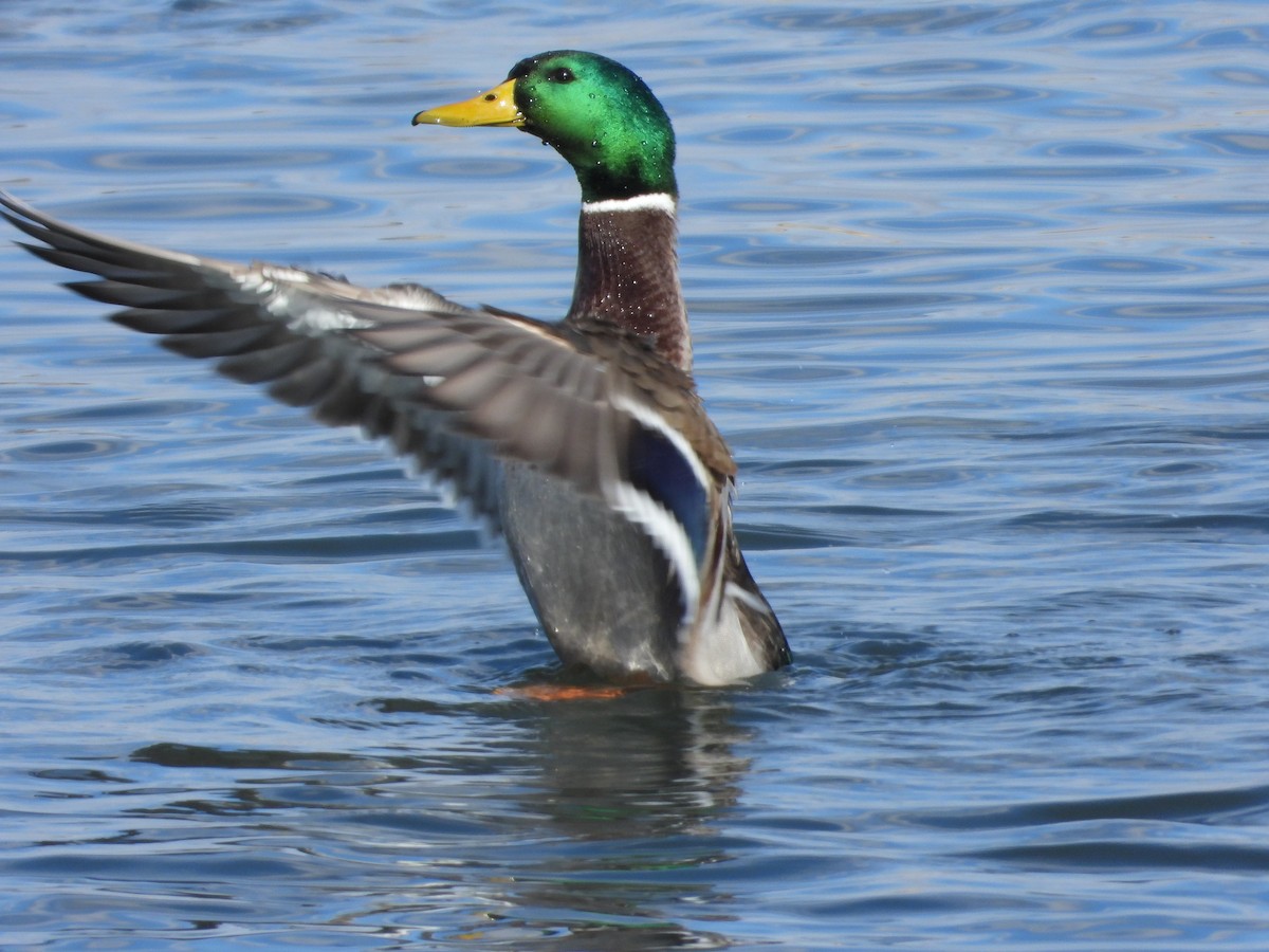 Mallard - ML646088049