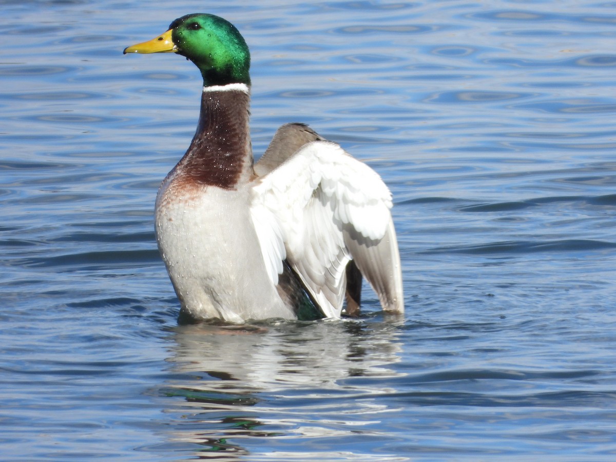 Mallard - ML646088050