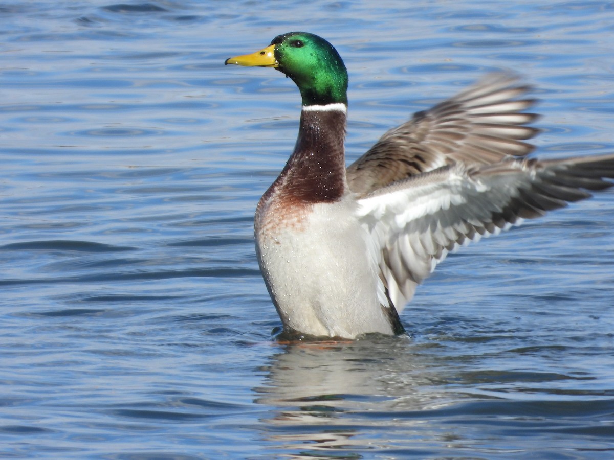 Mallard - ML646088051