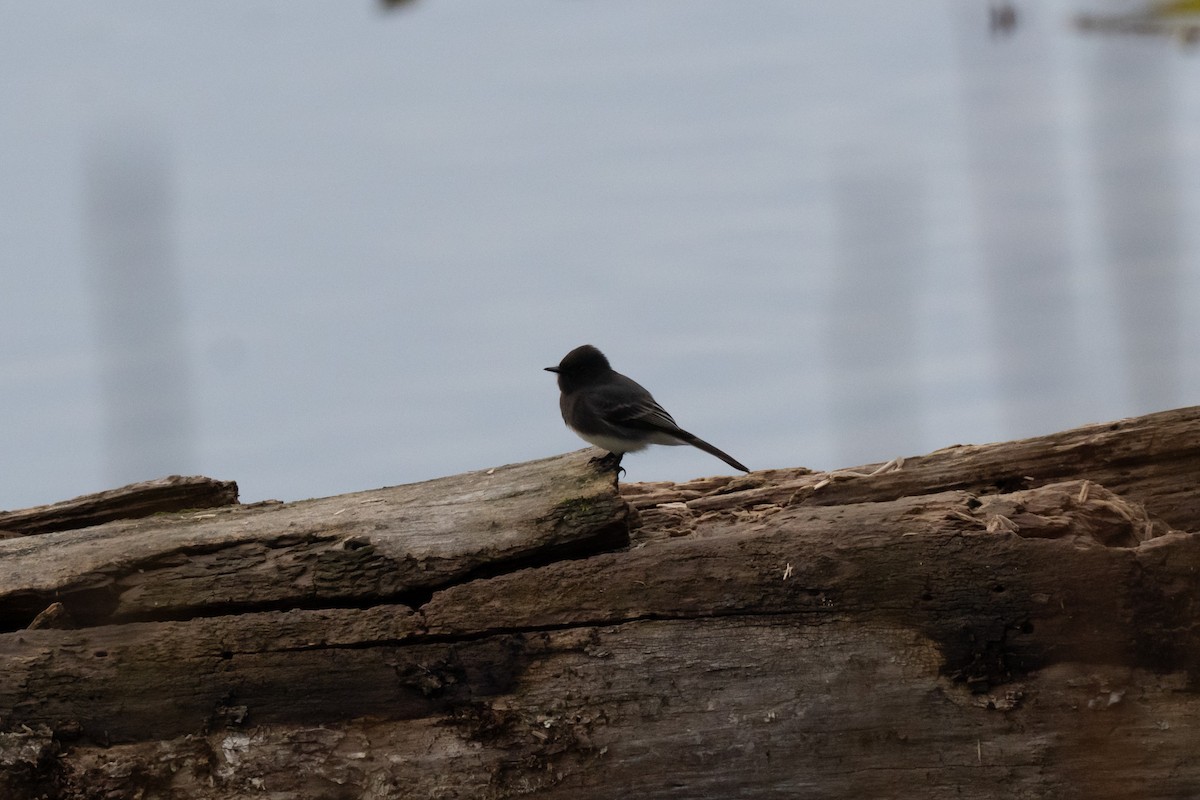 Black Phoebe - ML646088052