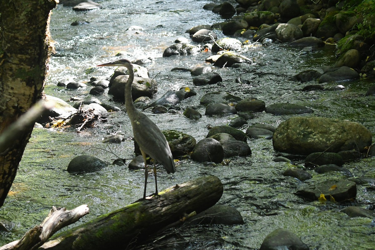 Great Blue Heron - ML646088053