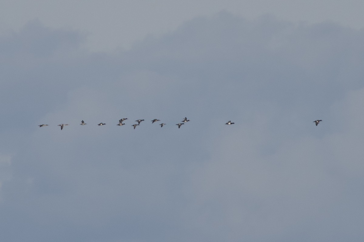 Greater Scaup - ML646088054