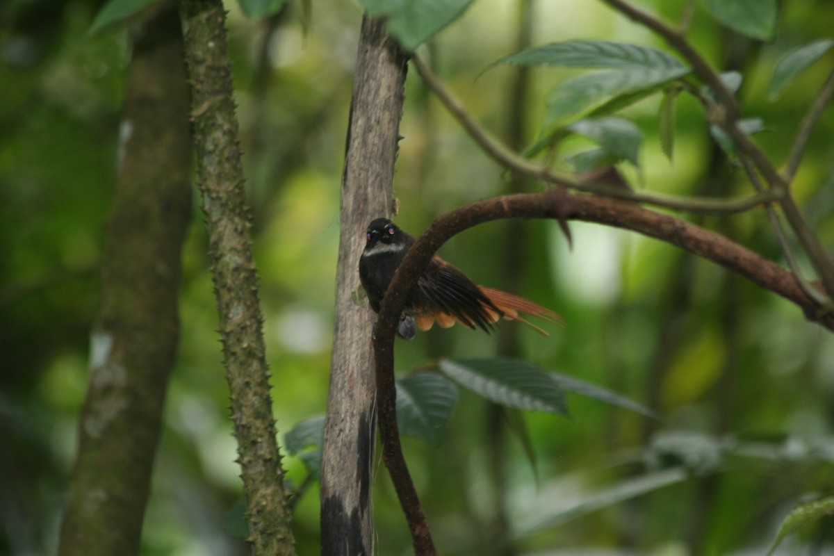 Rufous-tailed Fantail - ML646088059
