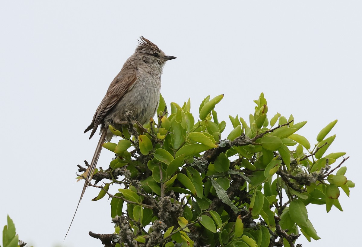 Tufted Tit-Spinetail - ML646088060