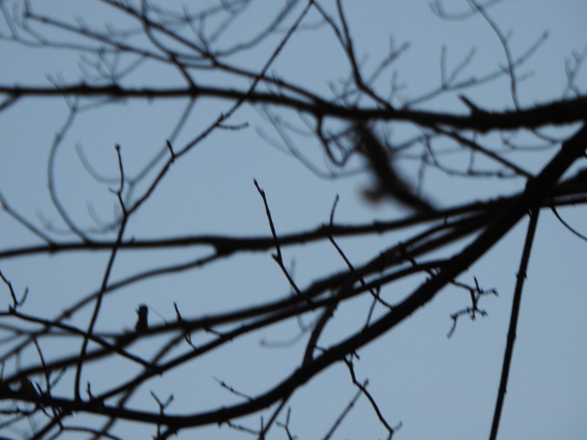 Bald Eagle - ML646088061