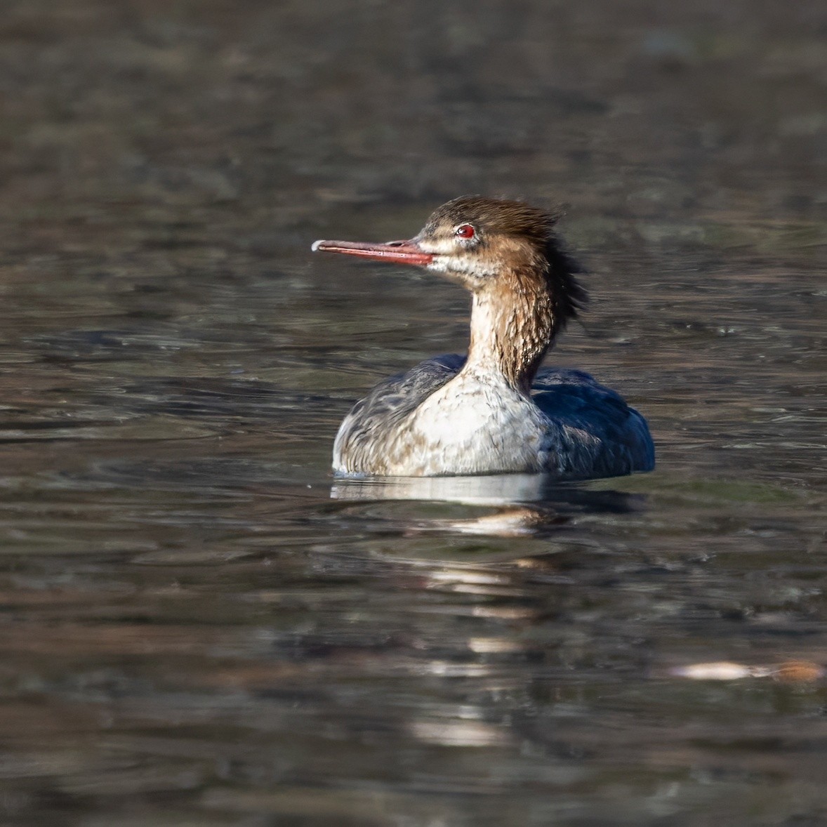 Red-breasted Merganser - ML646088063