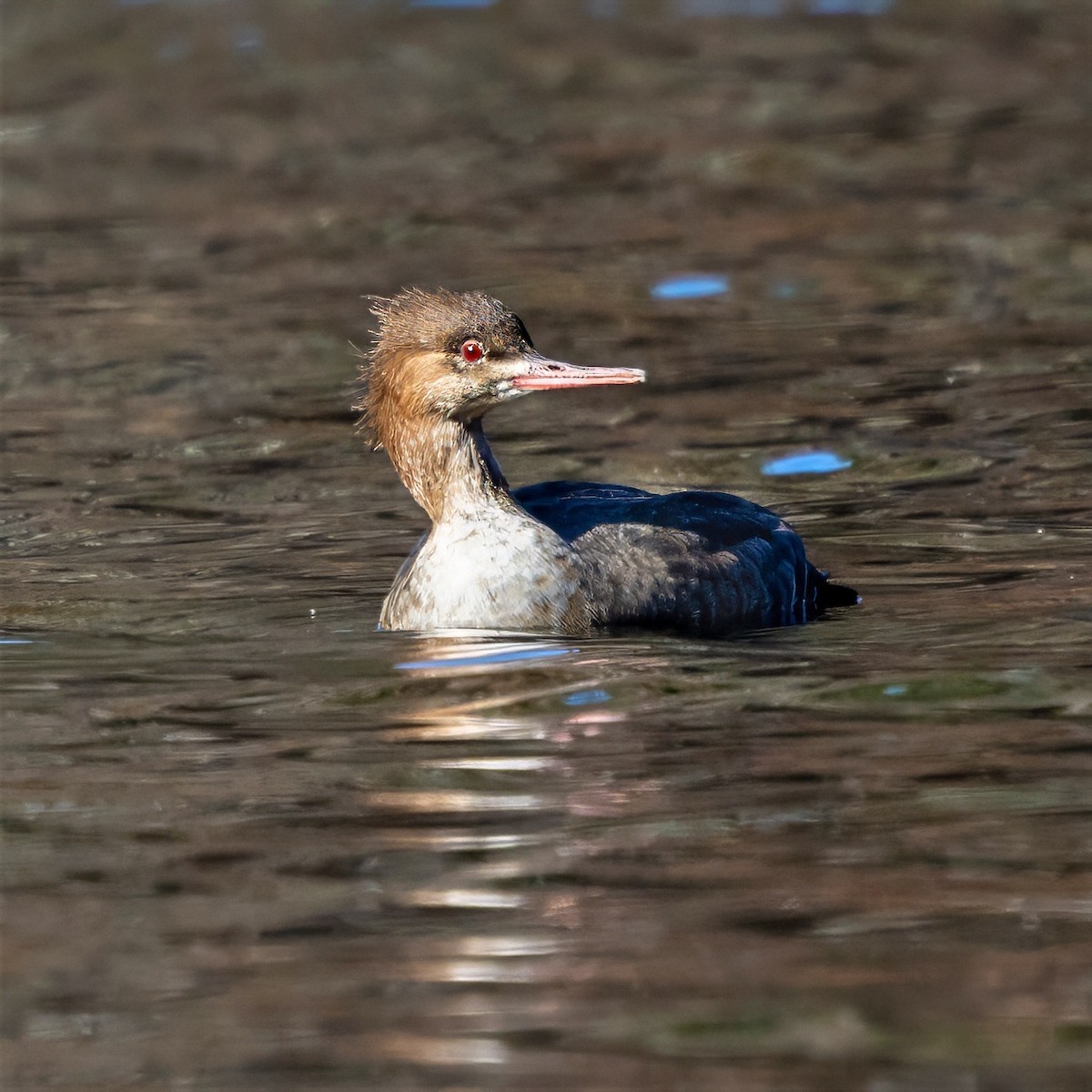 Red-breasted Merganser - ML646088064