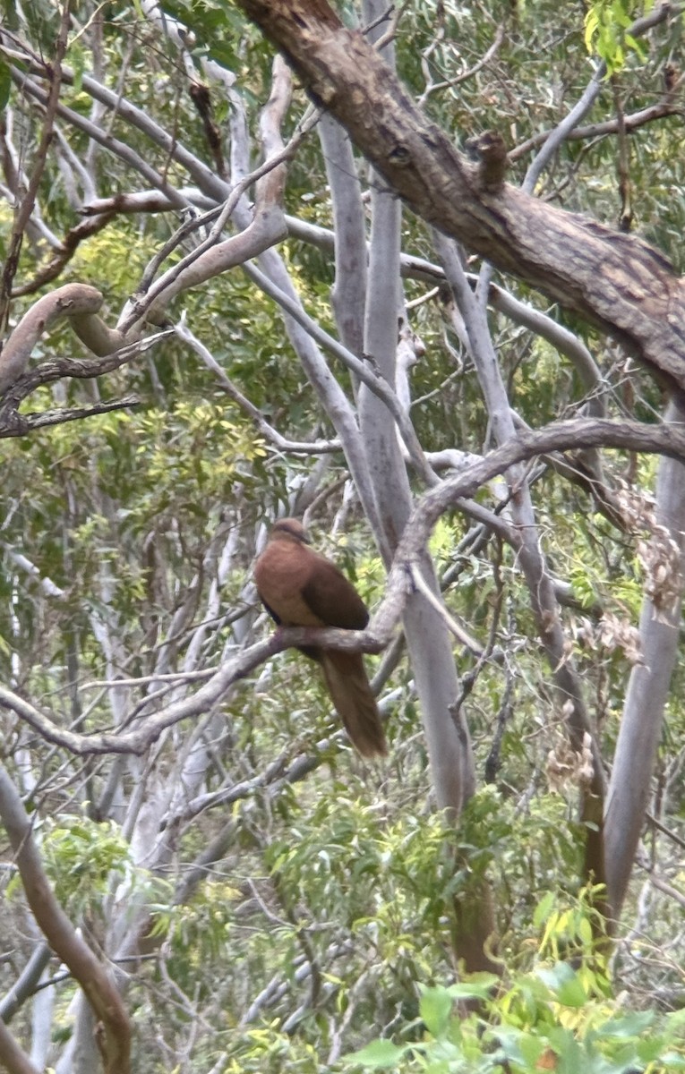 Maronentaube - ML646088065