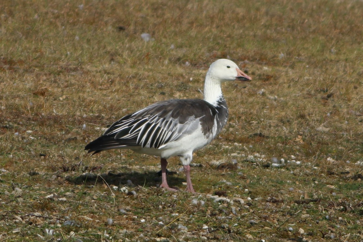 Snow Goose - ML646088073