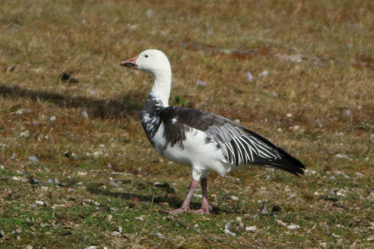Snow Goose - ML646088074