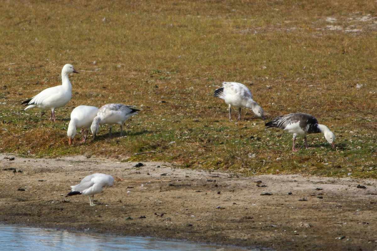 Snow Goose - ML646088075