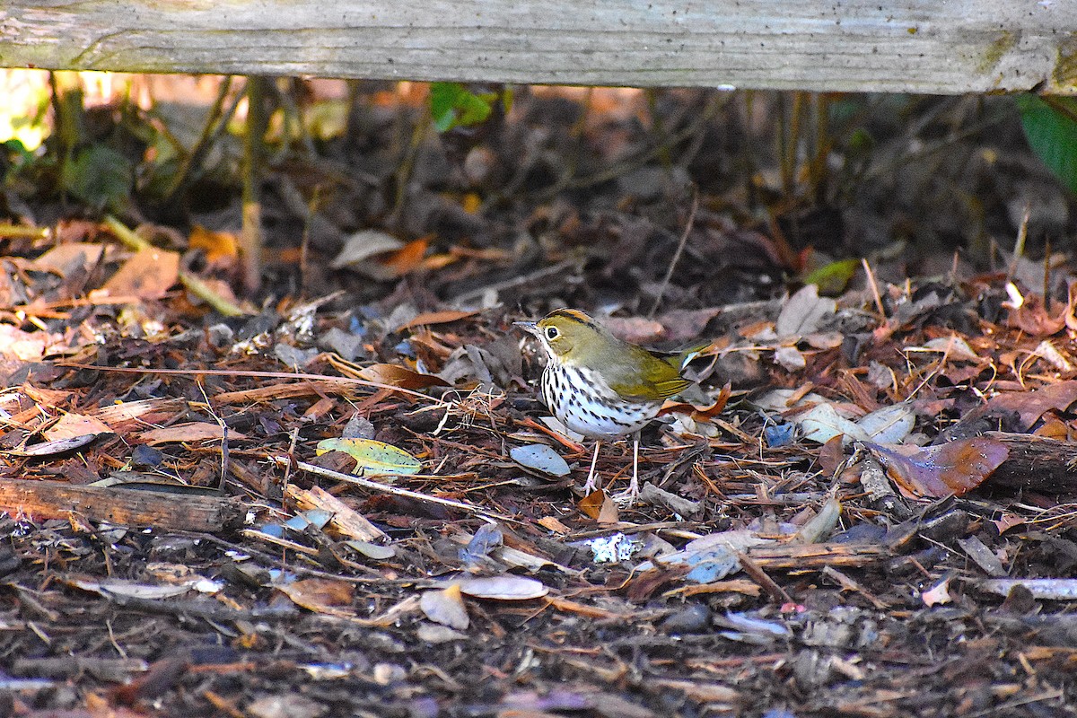 Ovenbird - ML646088076