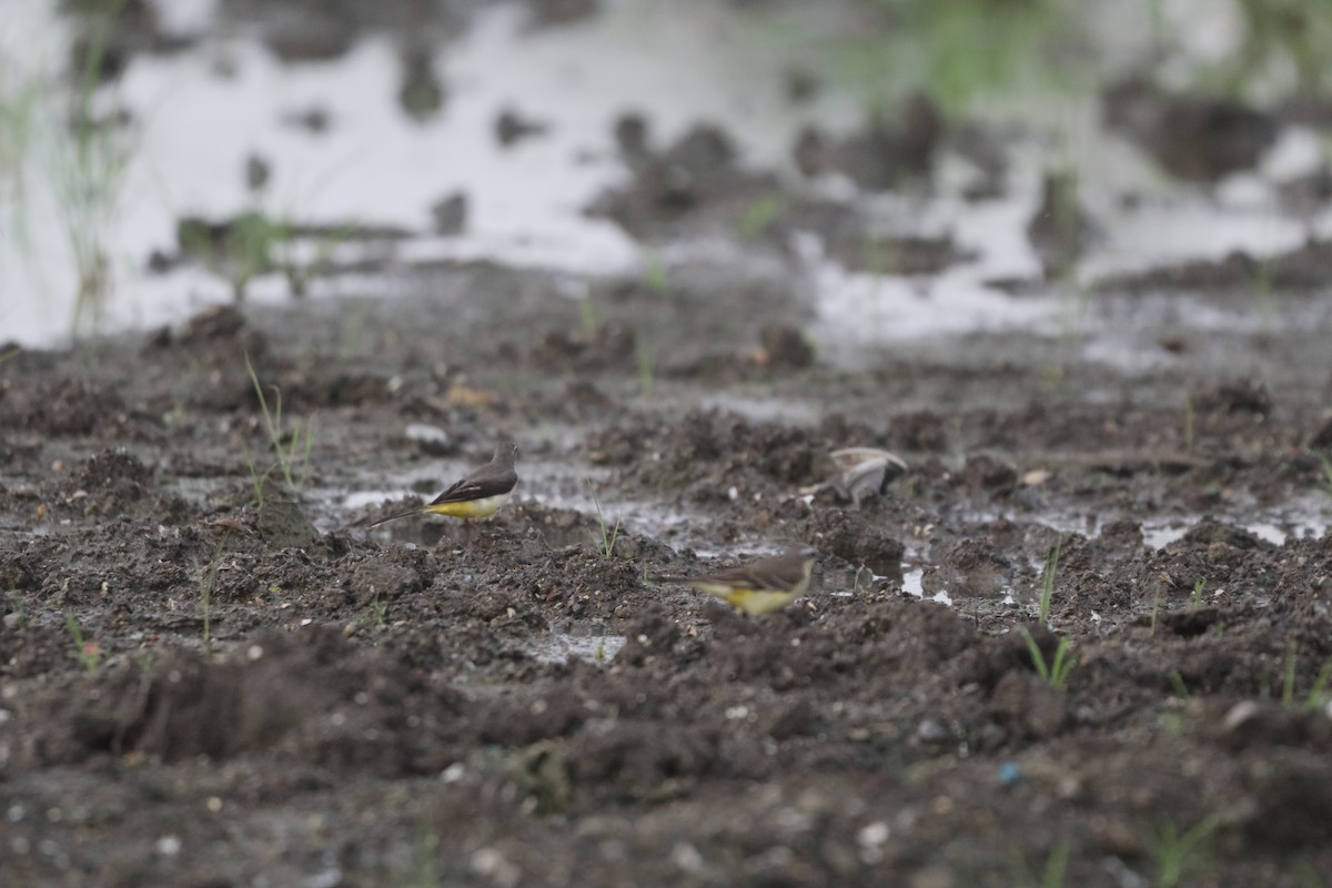 Gray Wagtail - ML646088079
