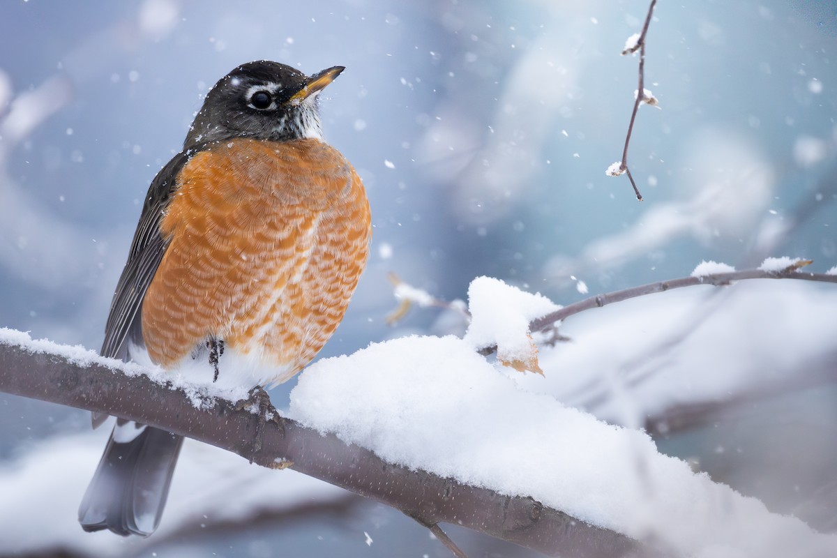 American Robin - ML646088080