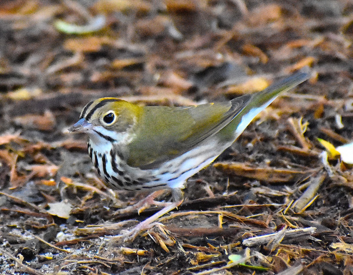 Ovenbird - ML646088086